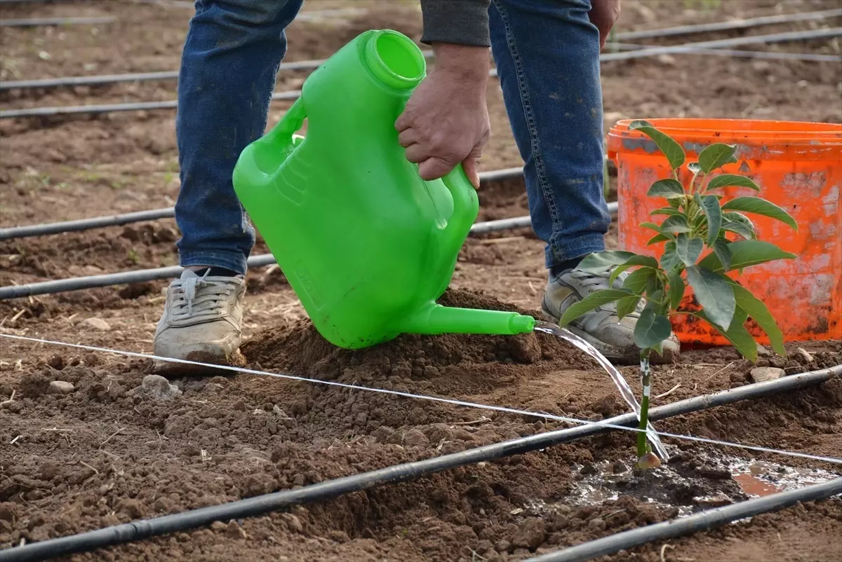 Silopi’de Tropikal Meyve Serası Kuruldu