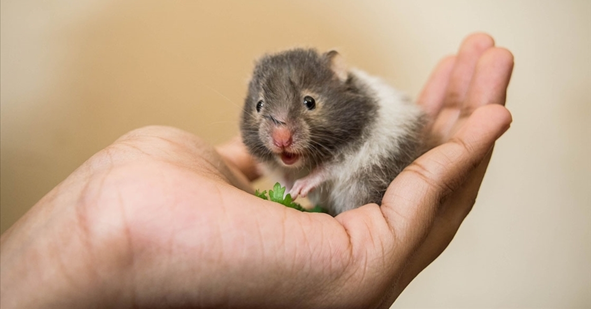 Araştırma: Mikroplastikler farelerin beynindeki kan akışını engelliyor