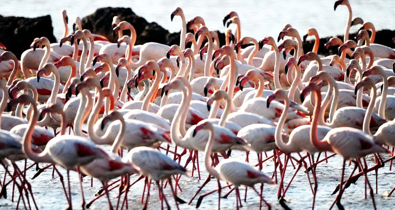 Allı turnalar akın akın geldiler, oltalara takılıp öldüler